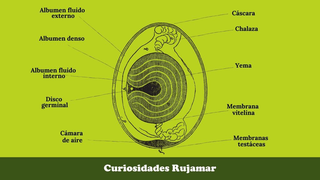 estructura del huevo