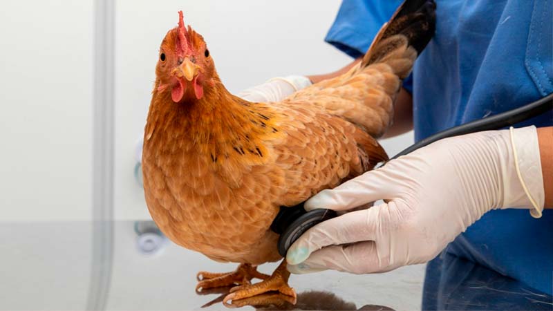 Grupo Avícola Rujamar - Bienestar Animal - Buena salud