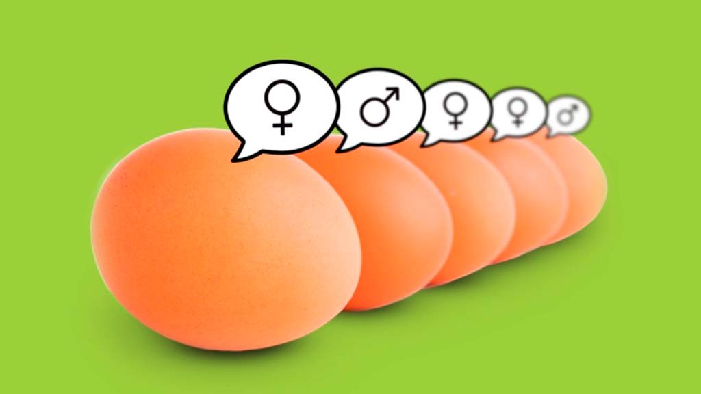Grupo Avícola Rujamar - I+D - Tecnología sex y ovo 2