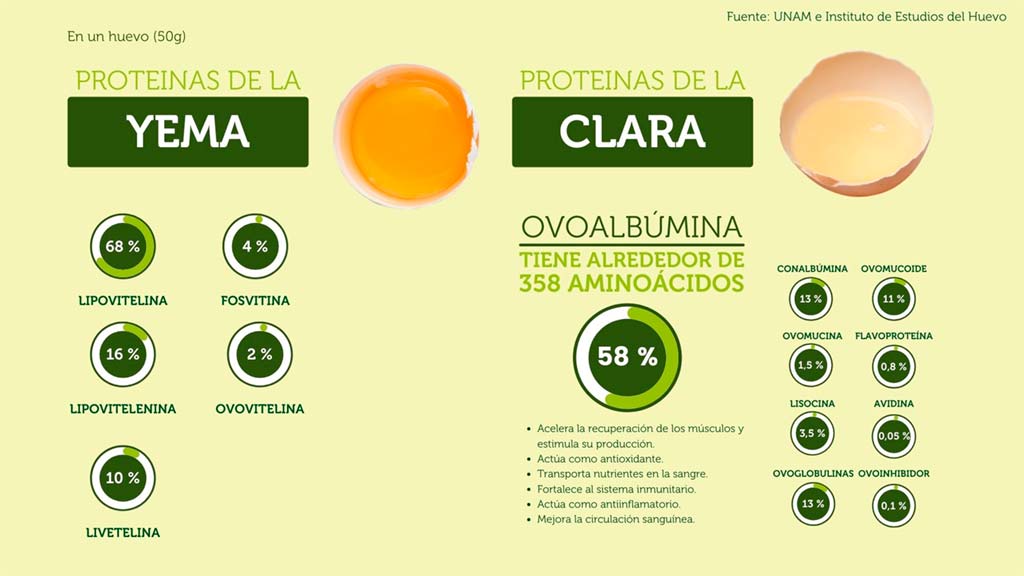 Rujamar - Lo sabías - Proteínas del huevo