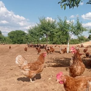 gallinas ecológicas rujamar
